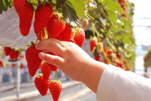 12/13・14・20催行決定【新宿発】550万球の光が織りなす「時之栖イルミネーション」!! いちご狩り食べ放題&昼食弁当付き!話題のグルメスポット熱海で食べ歩きも満喫♪ 日帰りバスツアー3